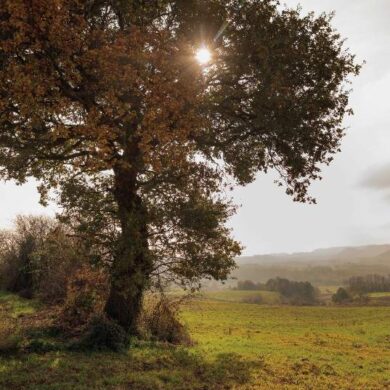 Leleveur 4 Remy estavil opt