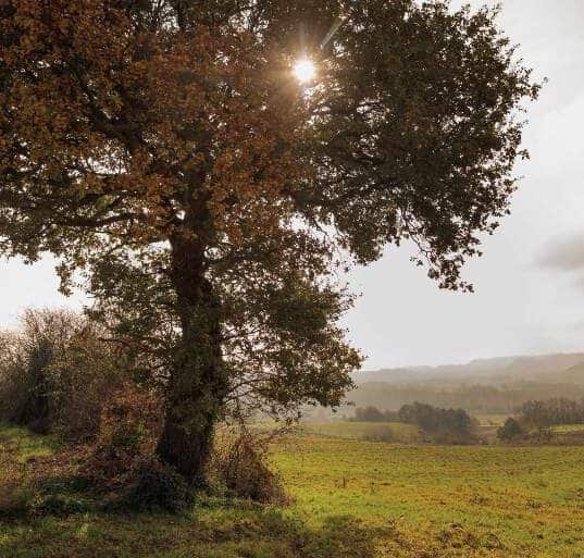 Leleveur 4 Remy estavil opt