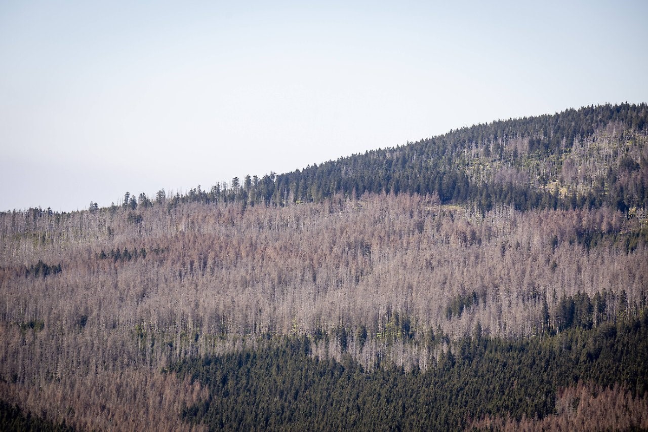 Parc National de Harz,