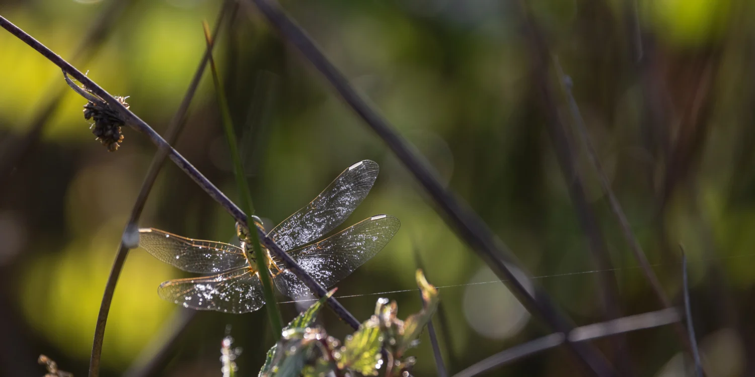 Libellule à l'Observatoire de la biodiversité à La Gacilly - Emmanuel Berthier