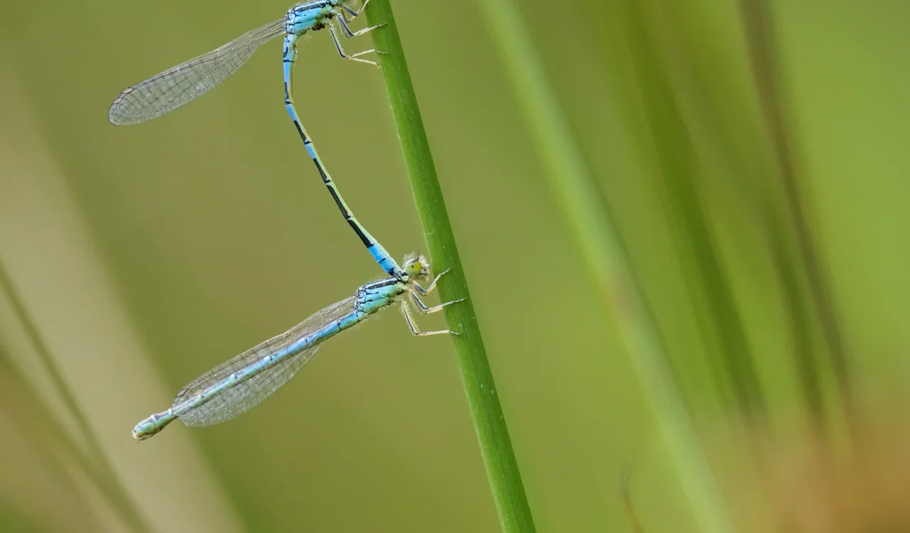 Demoiselles à l'Observatoire de la biodiversité à La Gacilly - Emmanuel Berthier