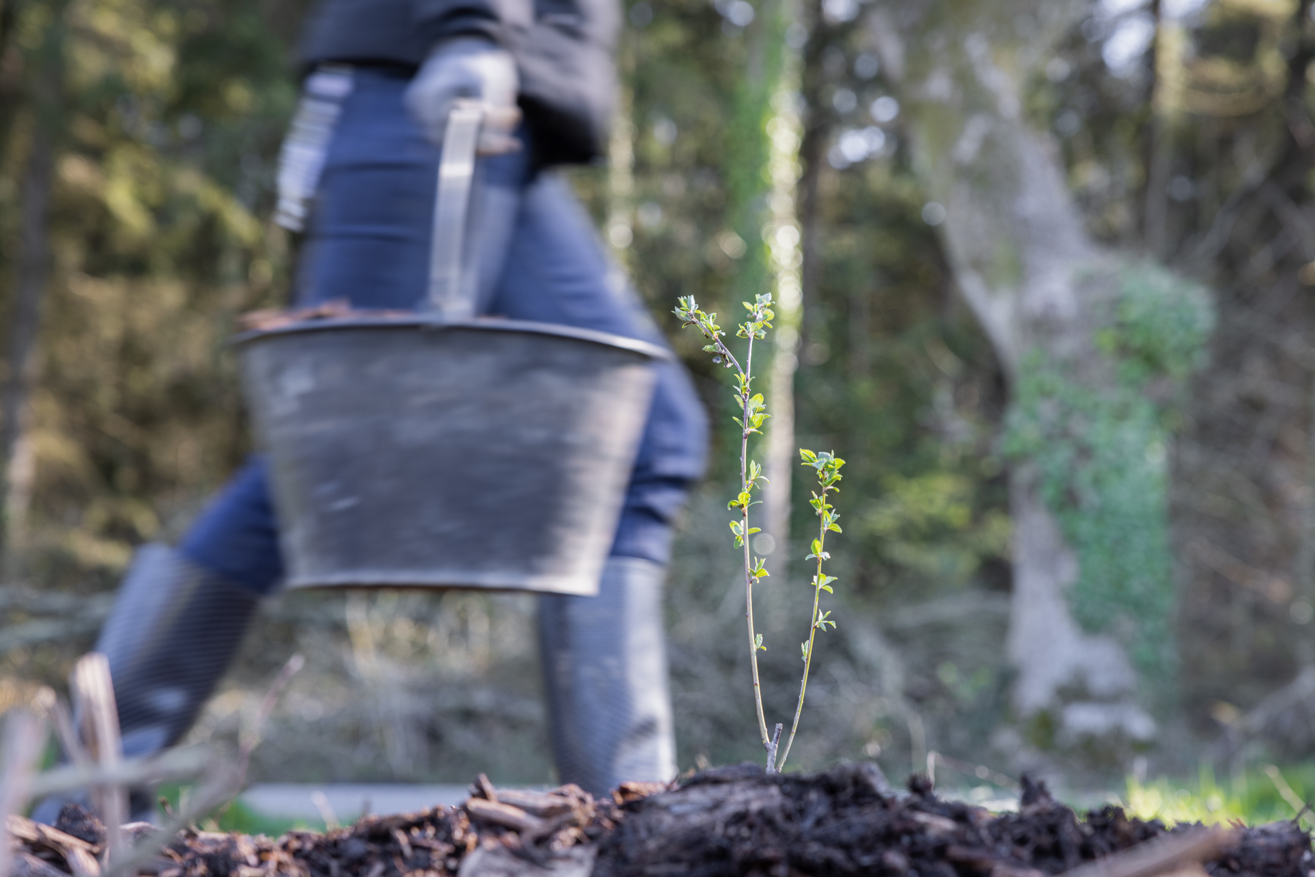atelier de plantation d'arbres La Gacilly par la Fondation Yves Rocher mains dans la terre
