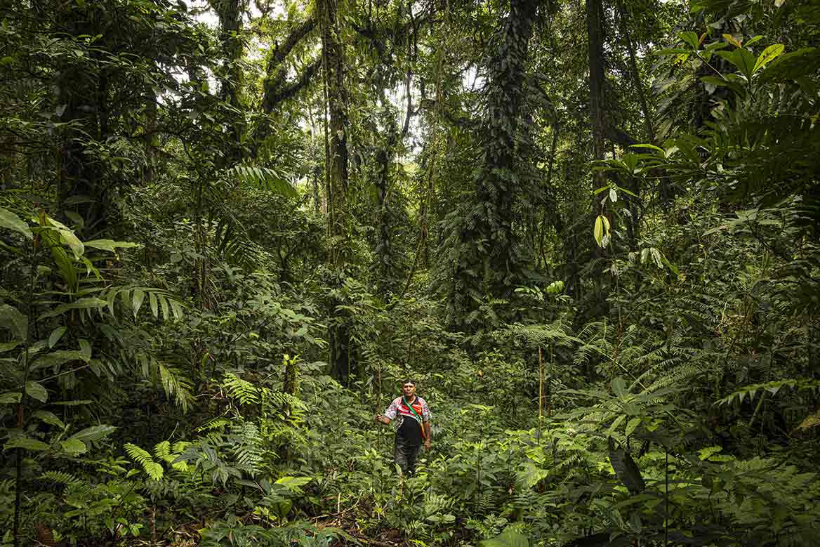 Plantation d’arbres dans le cadre du programme PlantForLife pour soutenir la reforestation