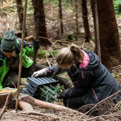 Plantation d’arbres pour la protection de la planète et la biodiversité