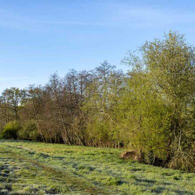 Paysage rural en agroforesterie avec plantation d’arbres pour la préservation des écosystèmes