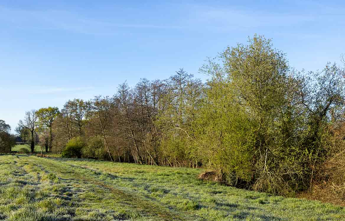 Paysage rural en agroforesterie avec plantation d’arbres pour la préservation des écosystèmes