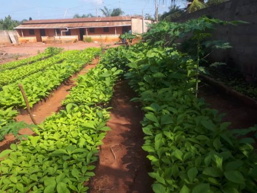 Des nouvelles du terrain : Togo