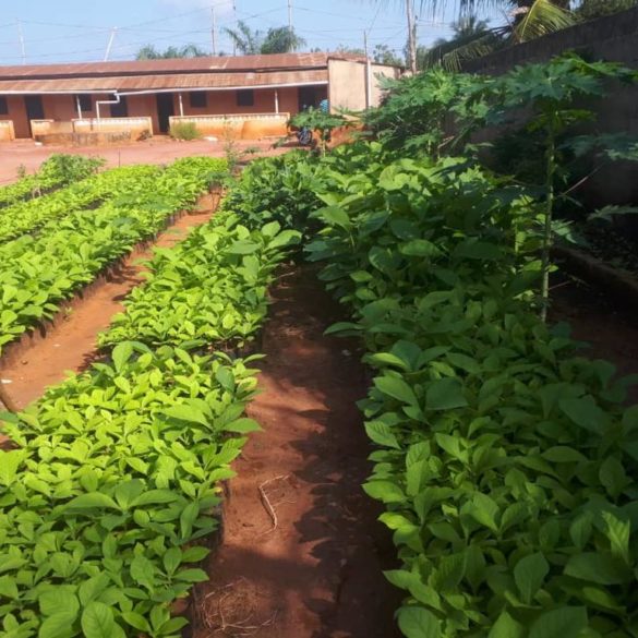 Des nouvelles du terrain : Togo