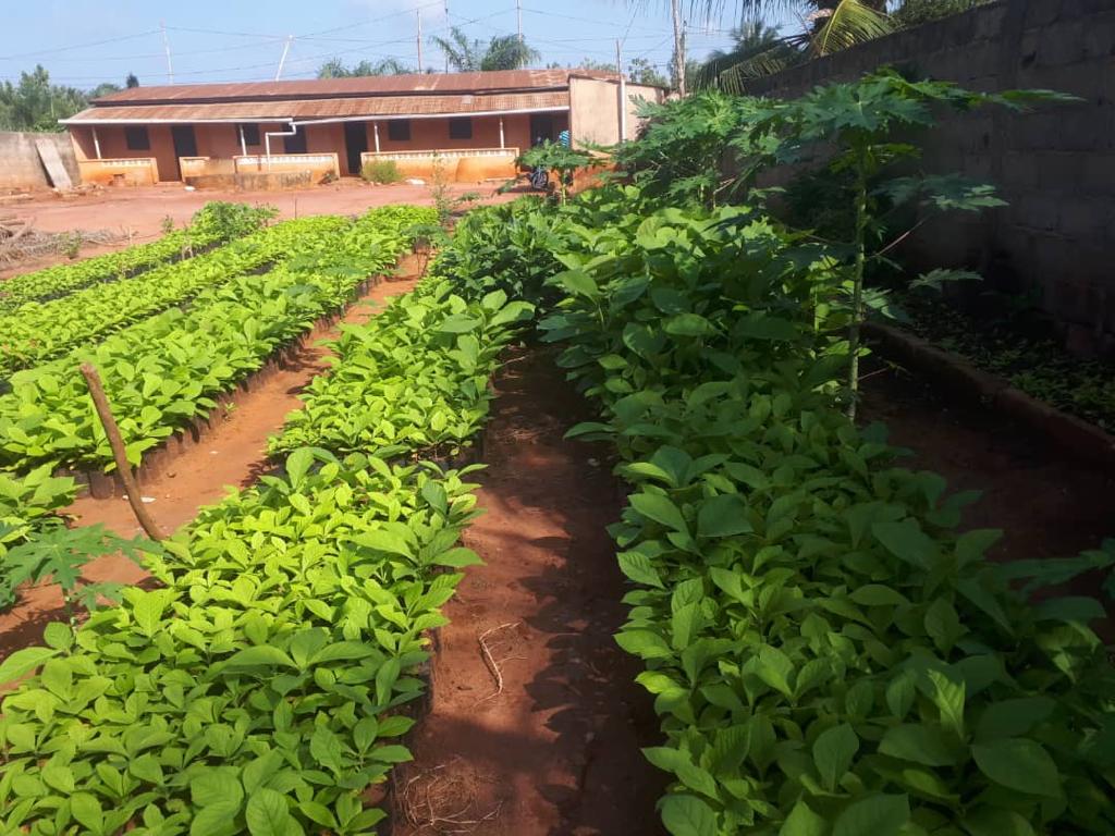 News from the field : Togo