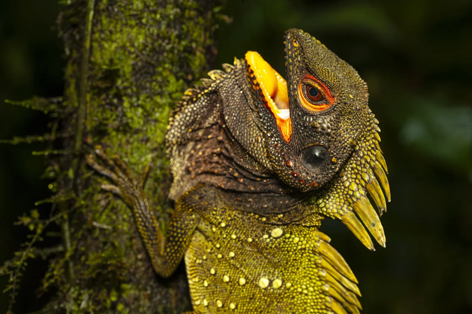 Caméléon - Ulla Lohmann pour la Fondation Yves Rocher - Mission photographique Au nom de la biodiversité en Papouasie Nouvelle Guinée