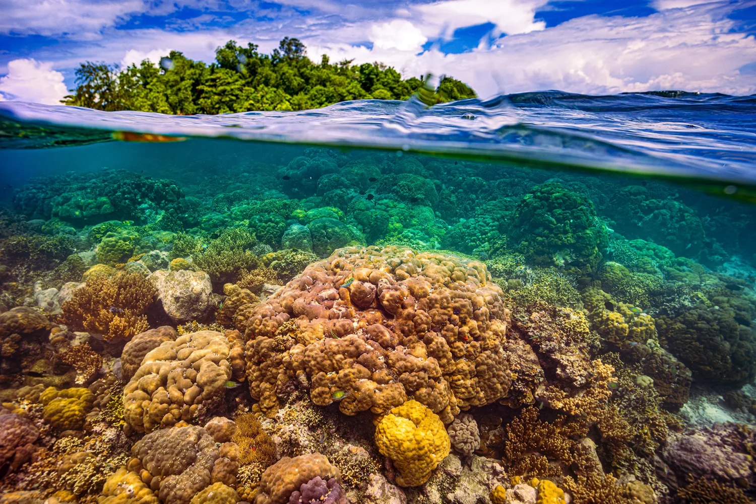 Coraux dégradé "coral bleaching" - Ulla Lohmann pour la Fondation Yves Rocher - Mission photographique Au nom de la biodiversité en Papouasie Nouvelle Guinée