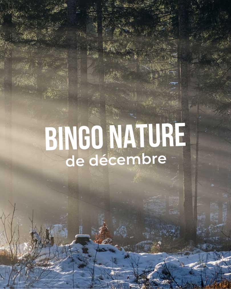 bingo nature fyr