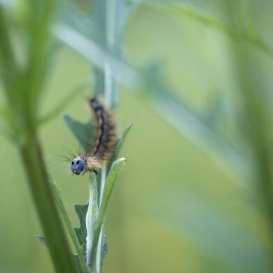Biodiversité : agir pour le vivant avec la Fondation Yves Rocher