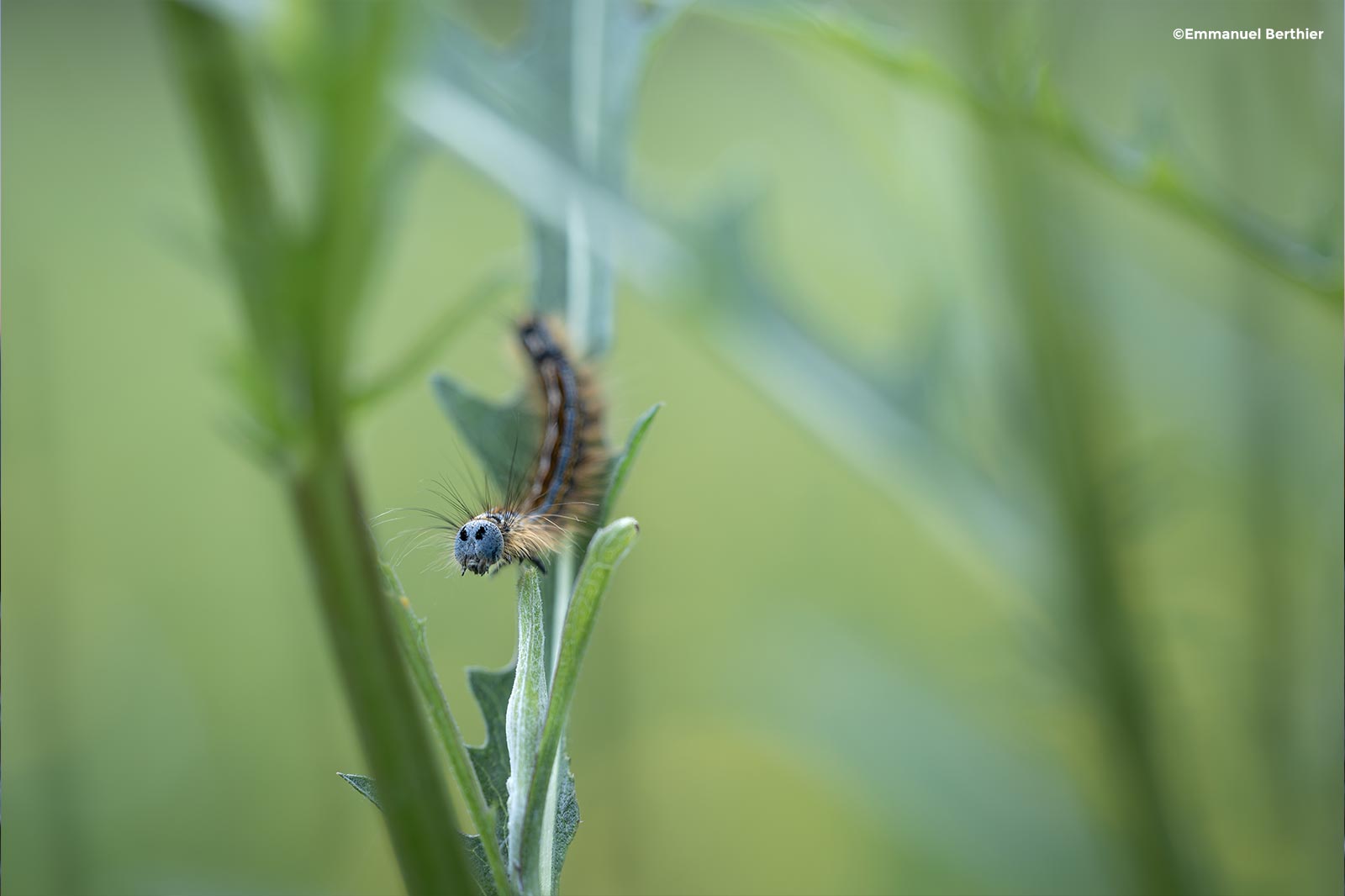 Biodiversité : agir pour le vivant avec la Fondation Yves Rocher