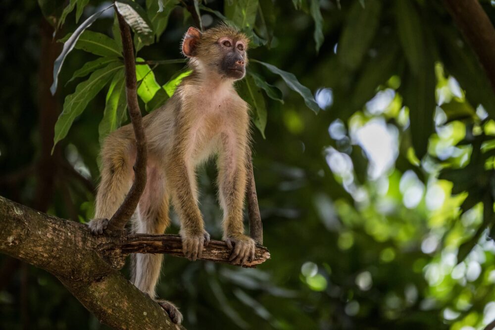 frédéric noy missions photographique singe