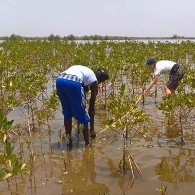 Spot de plantation Plant For Life Gambie - les mangroves