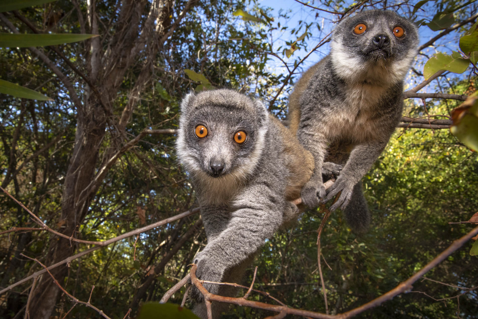 Emblématiques de l’île de Madagascar les lémuriens risquent de disparaître. Selon une étude menée par lIUCN et Global Wild life conservation, 95 % de ces espèces seraient menacées d’extinction.