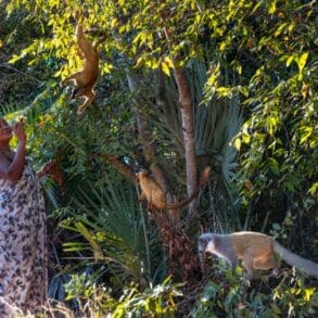 les lemuriens sont sacres opt