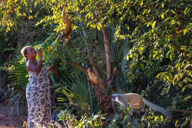 Pour les habitants installés sur la réserve d’Antrema, les lémuriens sont sacrés. Leur faire du mal ou les tuer est un tabou ultime.