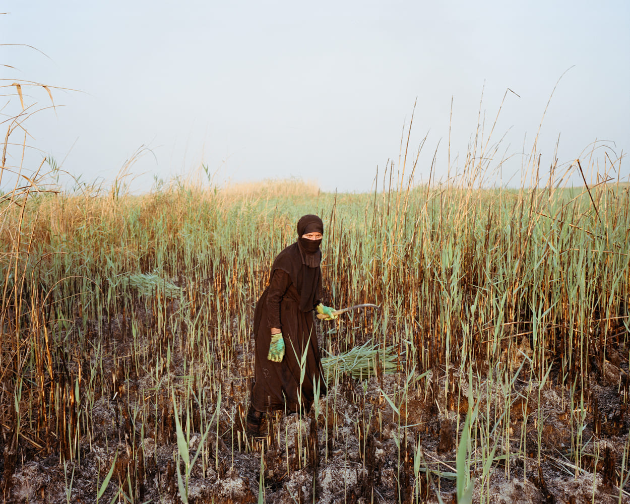 A woman is harvesting reeds inside the swamps of the Hammar Marsh. After cutting the reed, the stalks are gathered into bundles of 1.2 meters length. Shaking and combing them out cleans them from the residues of leaves and plants as well as from too short stalks. Central Marsh. Iraq