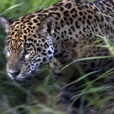 Jaguar dans la Pantanal - retour de mission de Brent Stirton pour la Fondation Yves Rocher