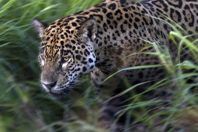 Jaguar dans la Pantanal - retour de mission de Brent Stirton pour la Fondation Yves Rocher