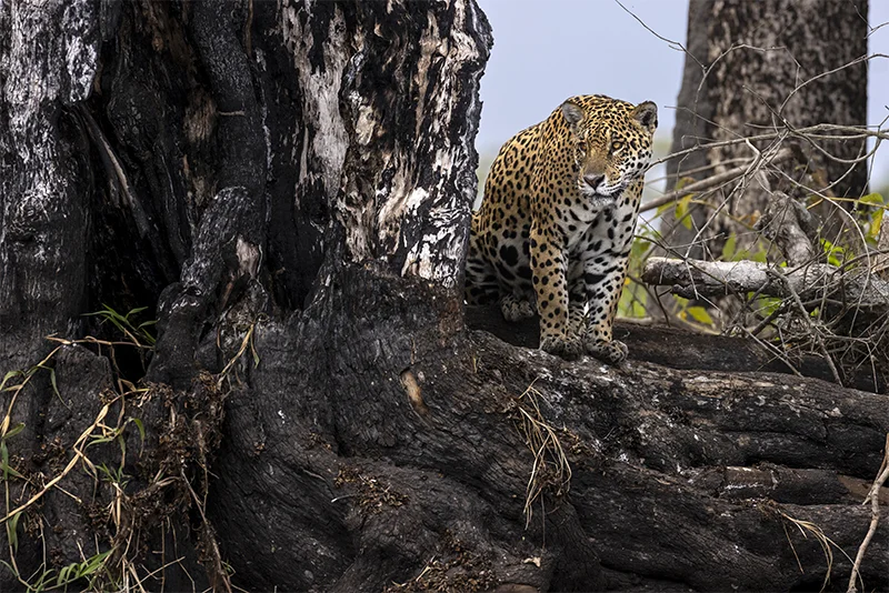 Jaguar femelle sur arbre calciné au Brésil, dans le Pantanal - retour de mission de Brent Stirton pour la Fondation Yves Rocher