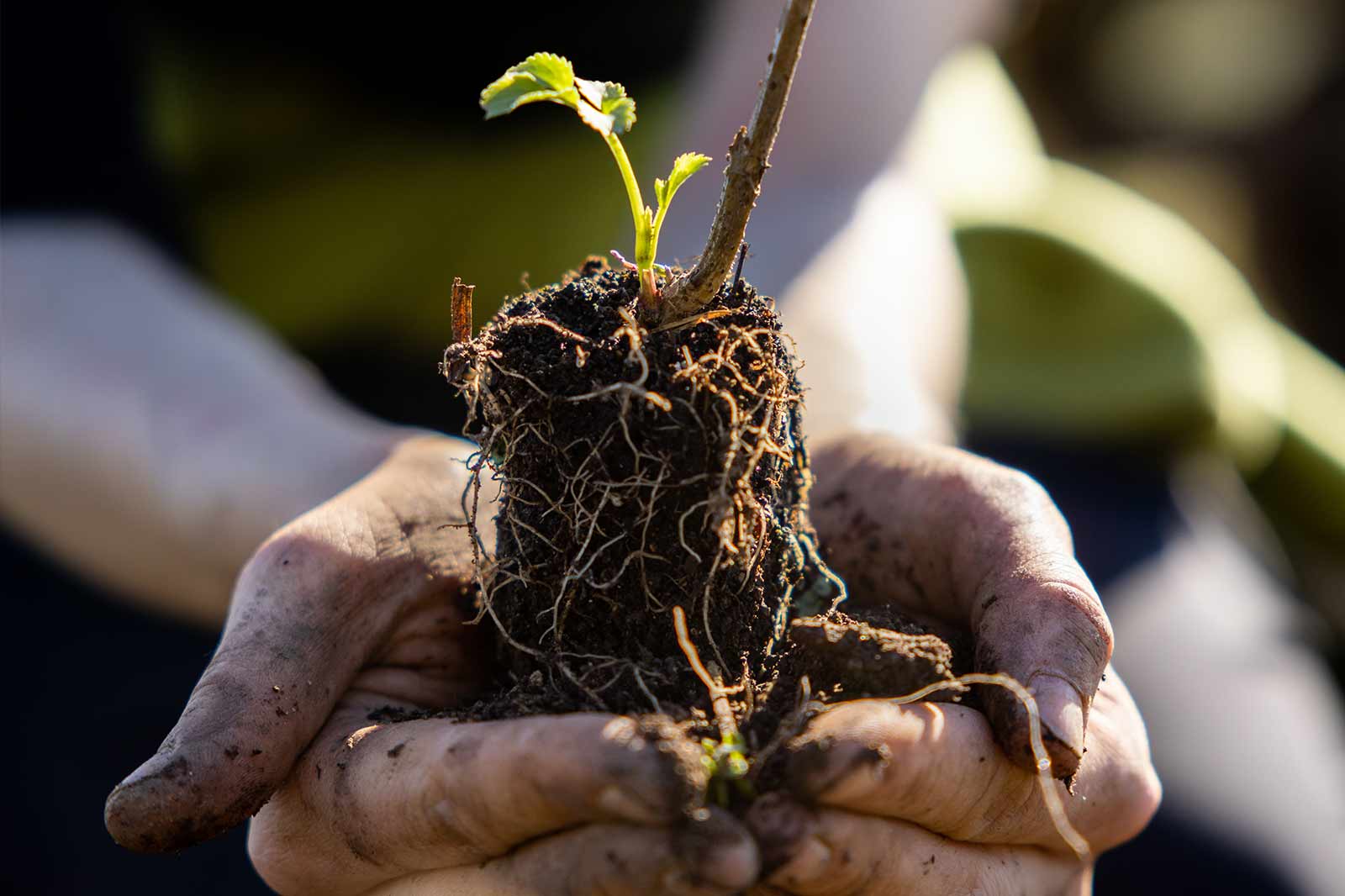 Plantation d'arbres : restaurer forêts et biodiversité