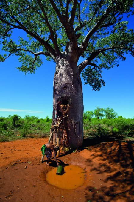 planter des arbres pour protéger la biodiversité et les ressources en eau opt