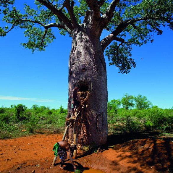 Précieux refuges pour la biodiversité, les arbres protègent aussi les ressources en eau.