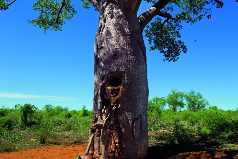 Précieux refuges pour la biodiversité, les arbres protègent aussi les ressources en eau.