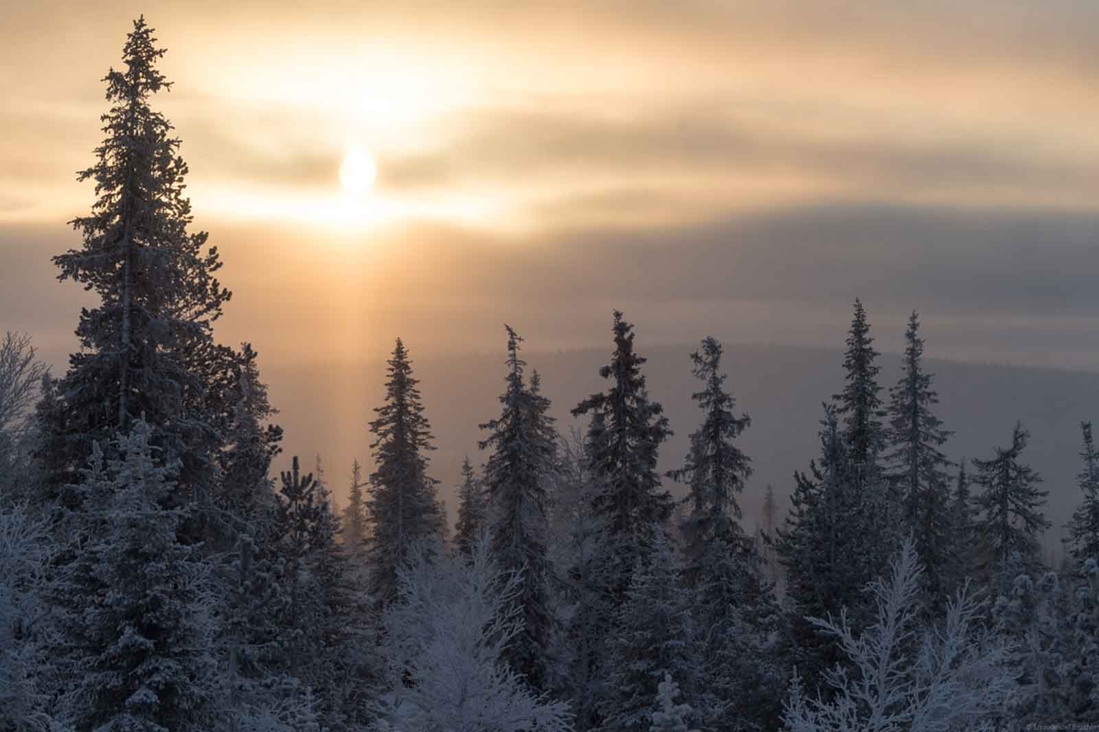 Reforestation : pourquoi planter un arbre ne suffit pas